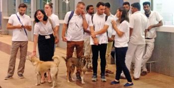 Stray dogs greet first set of Russian tourists!