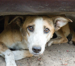 Meet decides to map critical areas to tackle stray dogs