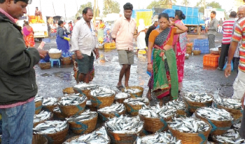 SGPDA & MMC under scanner over conduct of wholesale fish trade without licences