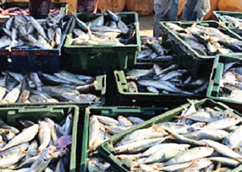 Fish import ban: Local trade hits a low