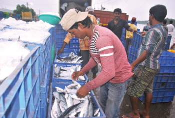 Fish ban: Agents say relax ban at least for exports