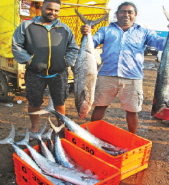 Local catch ensures steady supply of fish