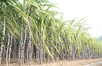 Sugarcane farmers hope for the best, begin harvesting their crop