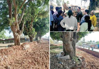 Govt’s plan to axe iconic trees in Colvale faces public resistance