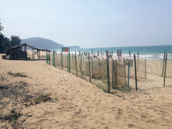 Tourism not detrimental to turtle nesting in Agonda: Locals