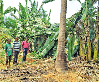 Canacona rainstorm: Power supply, agriculture losses pegged at `26L