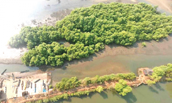 Mangrove intrusion hampering fishing activity in River Sal