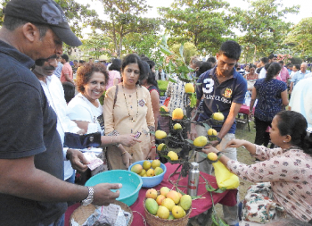 Second mankurad mango fest a big draw in Margao, around 20 vendors display produce for sale
