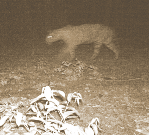 Now, tigress and 2 cubs spotted at Mhadei Wildlife Sanctuary