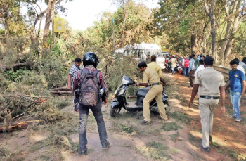 Massive traffic jam as huge tree falls near Zuari bridge at Cortalim