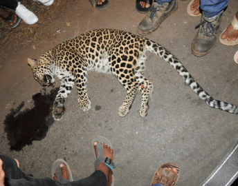 Leopard found dead on state highway at Raia