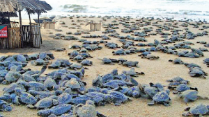 Agonda p’yat asked to intervene in turtle nesting site plea