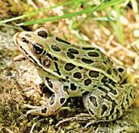 Forest dept gears up to rein in frog poachers in South Goa