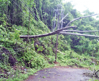 Heavy rains bring down trees in Bardez
