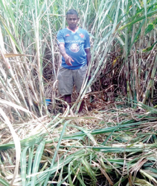 Sugarcane cultivators upset as wild boars destroy their plantation