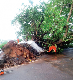 200-yr-old iconic banyan tree crashes in Calangute