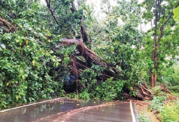 Tree falls on overhead wires in Vanelim, disrupts power supply