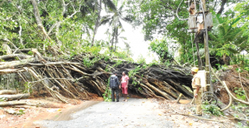 Margao fire personnel work against all odds to clear uprooted trees