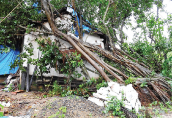 Strong winds bring down trees, destroy property worth lakhs in Salcete