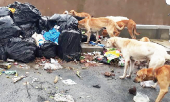 WELCOME TO COLVA BEACH: GONE TO THE DOGS