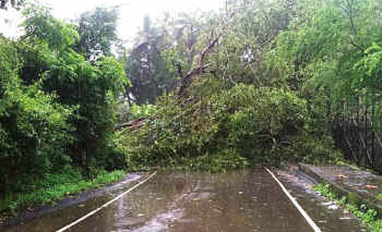 At Sirvodem, two huge fallen banyan trees continue to block road for 8 days