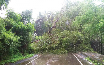 Finally, clearing of uprooted trees at Sirvodem begins