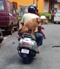 Video of dog wearing helmet goes viral