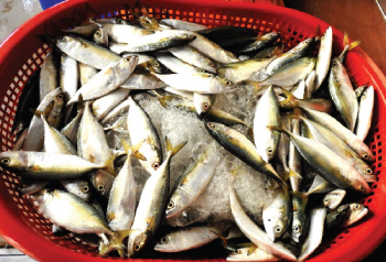 Where has the great Goan mackerel gone?