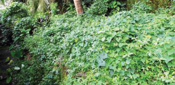 Thick vegetation grows along Hospicio wards as govt agencies fail on upkeep