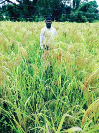 Agri dept steps in to revive Vari millet variety in state