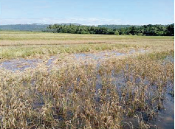 Kundai farmers fear losses of `â€‰25 lakh