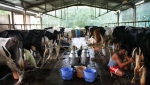 Milking the dairy farmer dry