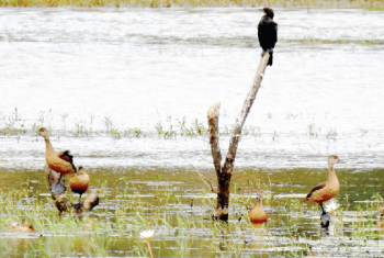 New lease of life for 4 water bodies in Navelim, Telaulim?