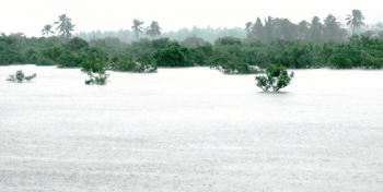 Greens aim to declare flood plains of River Sal as wetland