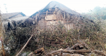 Wild cats strike again, kill 10 cattle in Bicholim