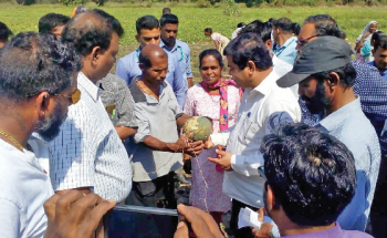 Crop damage by insects in Verna-Utorda-Majorda: Beleaguered farmers turn to govt for assistance