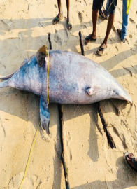 Dolphin carcass sans tail washed ashore in Canacona