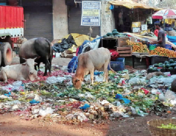 Garbage in Vasco vegetable market irks NGO