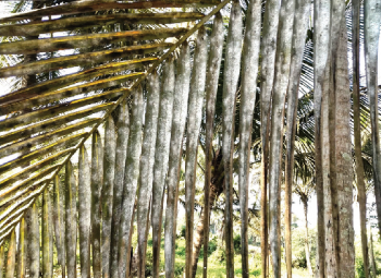 Nuvem farmers urge ICAR, agri dept for urgency in ridding their coconut plantations of invasive pest