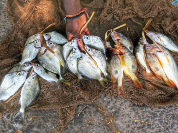 Illegal sale of fish along roads gaining ground