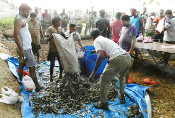 Raloi Tolem freshwater fish harvesters smile at bounty catch