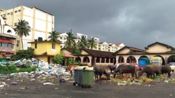 SGPDA to MMC: clear waste from our market parking lot