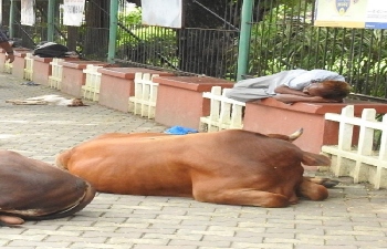 Hard to say homeless occupying Margao council garden benches are beggars in reality: citizens