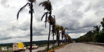 Greens initiate steps to rejuvenate iconic coconut trees at Guirim NH