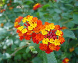 Herbal remedy to beat Corona: Dr Komarpant