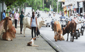 Margao’s homeless cleared from heart of city, but no solution to stray cattle