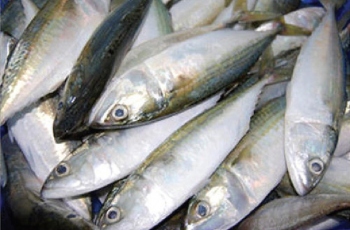 Modest mackerel beyond common man’s reach