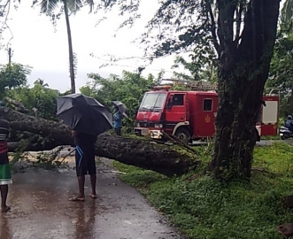 Tree falls on Uguem road, traffic blocked