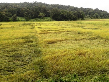 Crop damage: With or without Krishi card, farmers question whether they are entitled for compensation