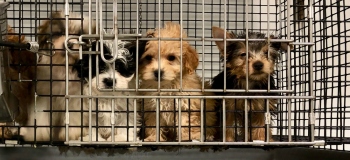 World Animal Day! As evidenced by the pandemic,animal suffering not only harms other species... it endangers our own